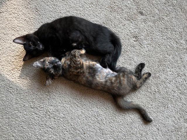 Enlarge Biscuit & Jet, a Adopted Domestic Short Hair in Somerville, MA image 2/3