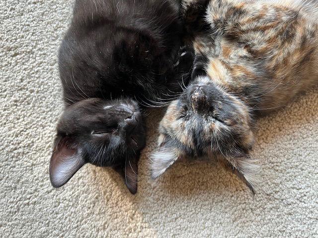 Enlarge Biscuit & Jet, a Adopted Domestic Short Hair in Somerville, MA image 3/3