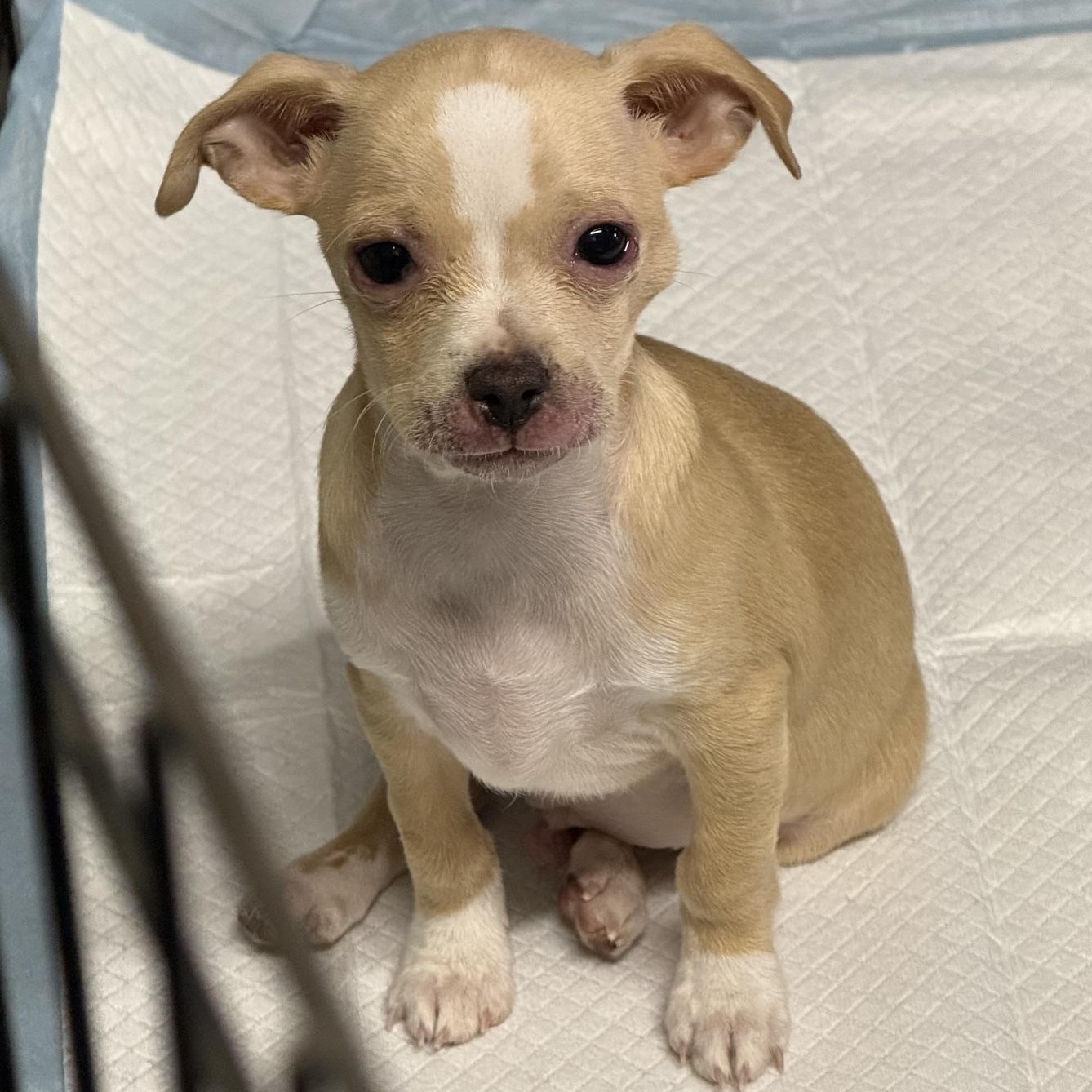 Charlie Bear, ADOPTABLE, Puppy Male Chihuahua.