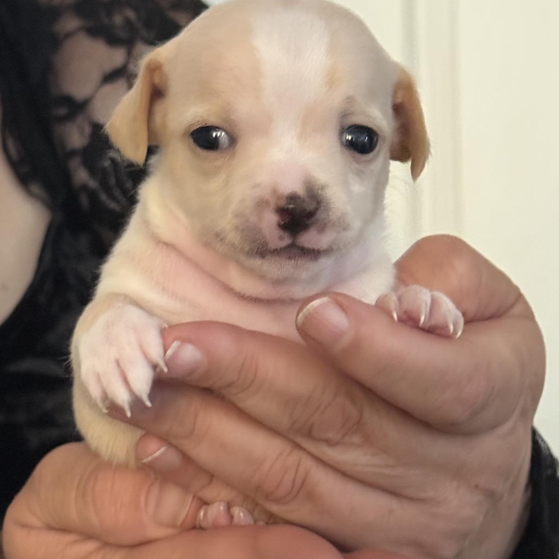 Enlarge Charlie Bear, a ADOPTABLE mixed breed in Santa Maria, CA image 1/1