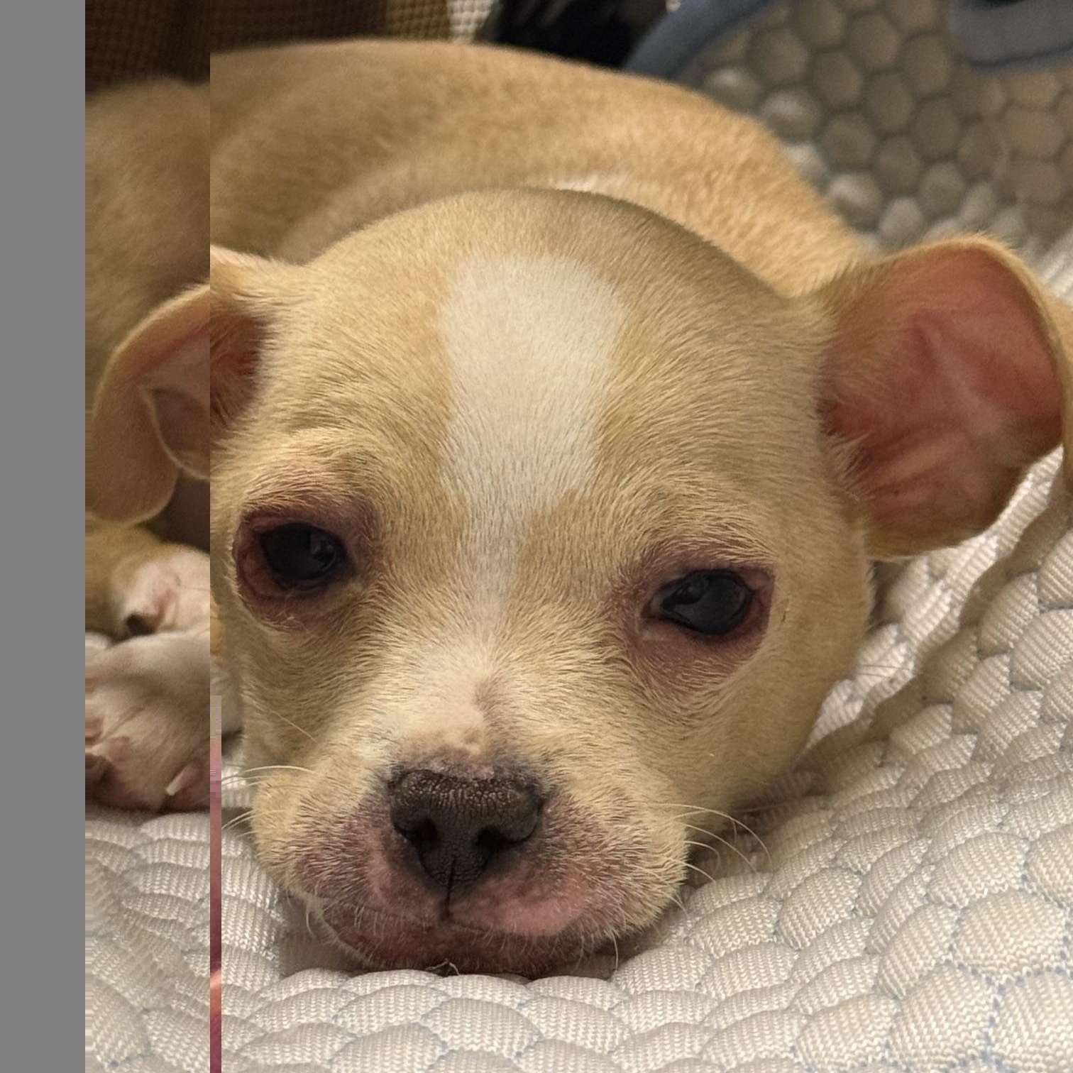Enlarge Charlie Bear, a ADOPTABLE Chihuahua in Santa Maria, CA image 4/4