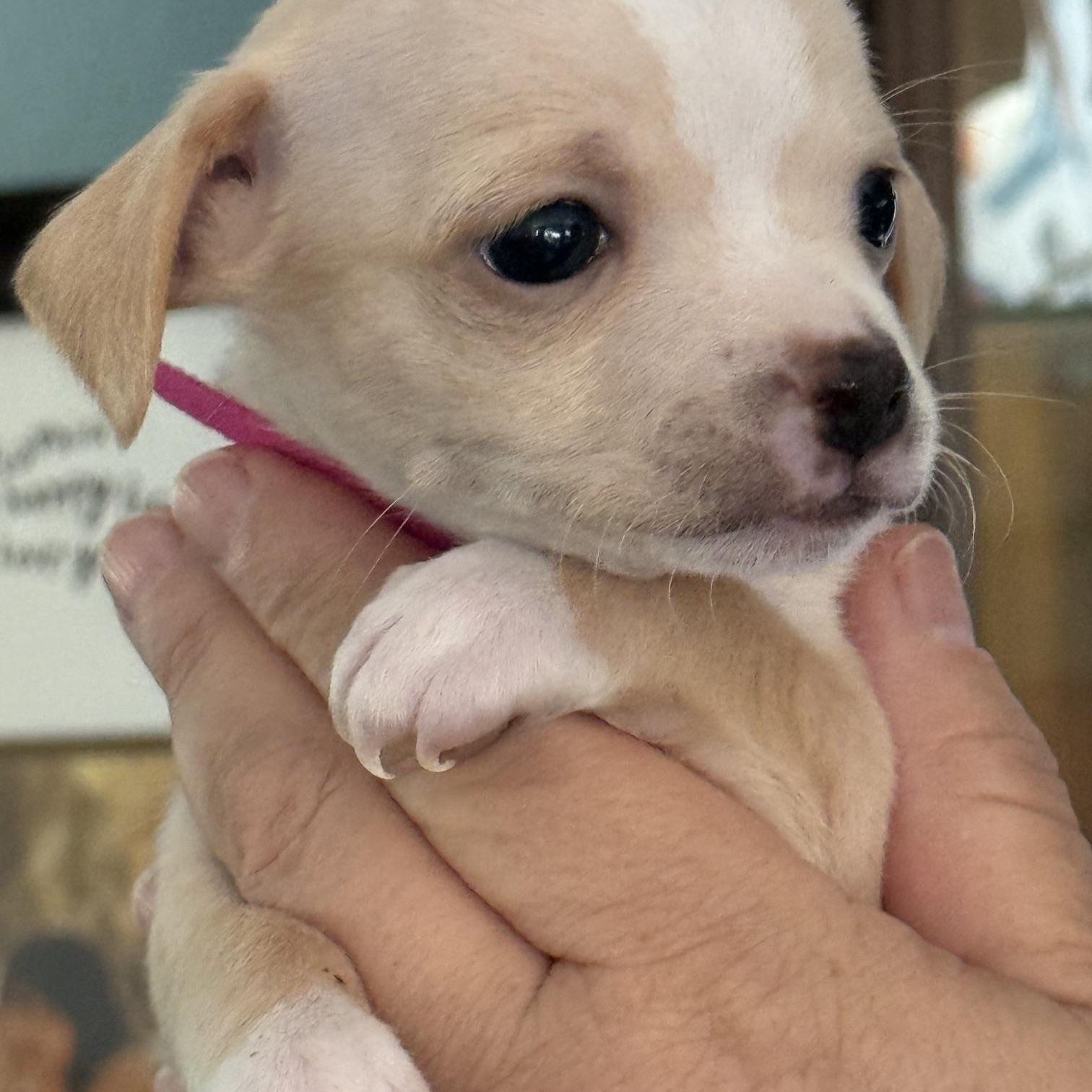 Charlie Bear, a ADOPTABLE mixed breed in Santa Maria, CA image 1/2