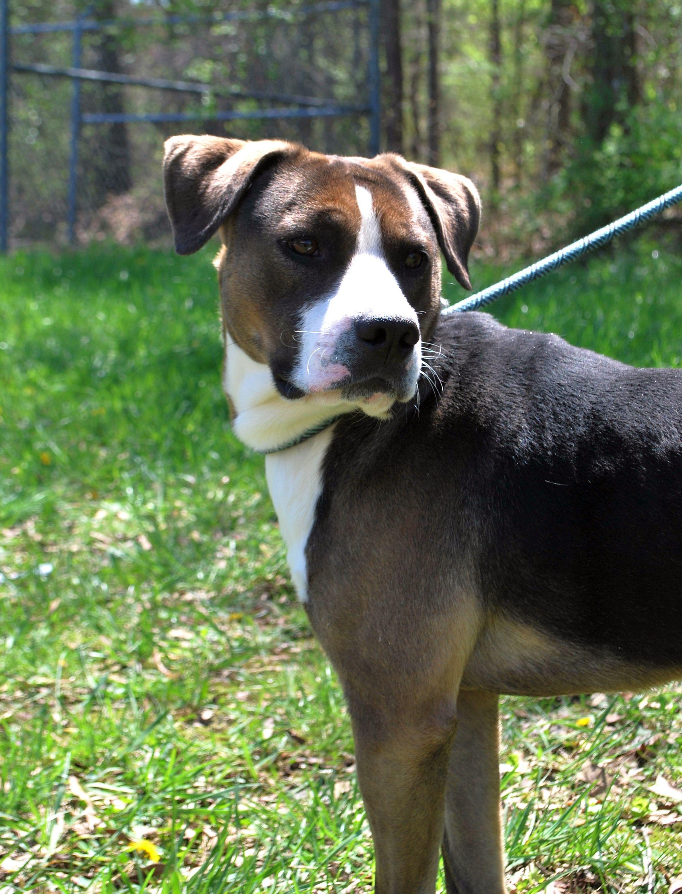 Walt, a Adoptable mixed breed in manchester, TN image 1/4