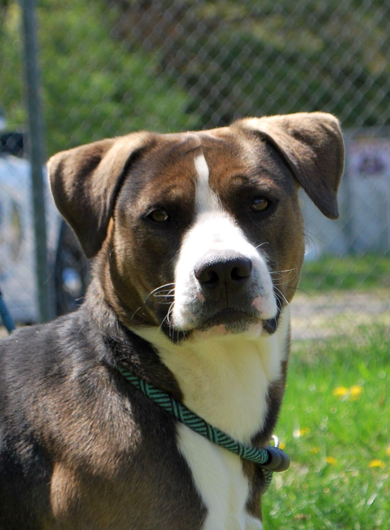 Walt, a Adoptable mixed breed in manchester, TN image 2/4