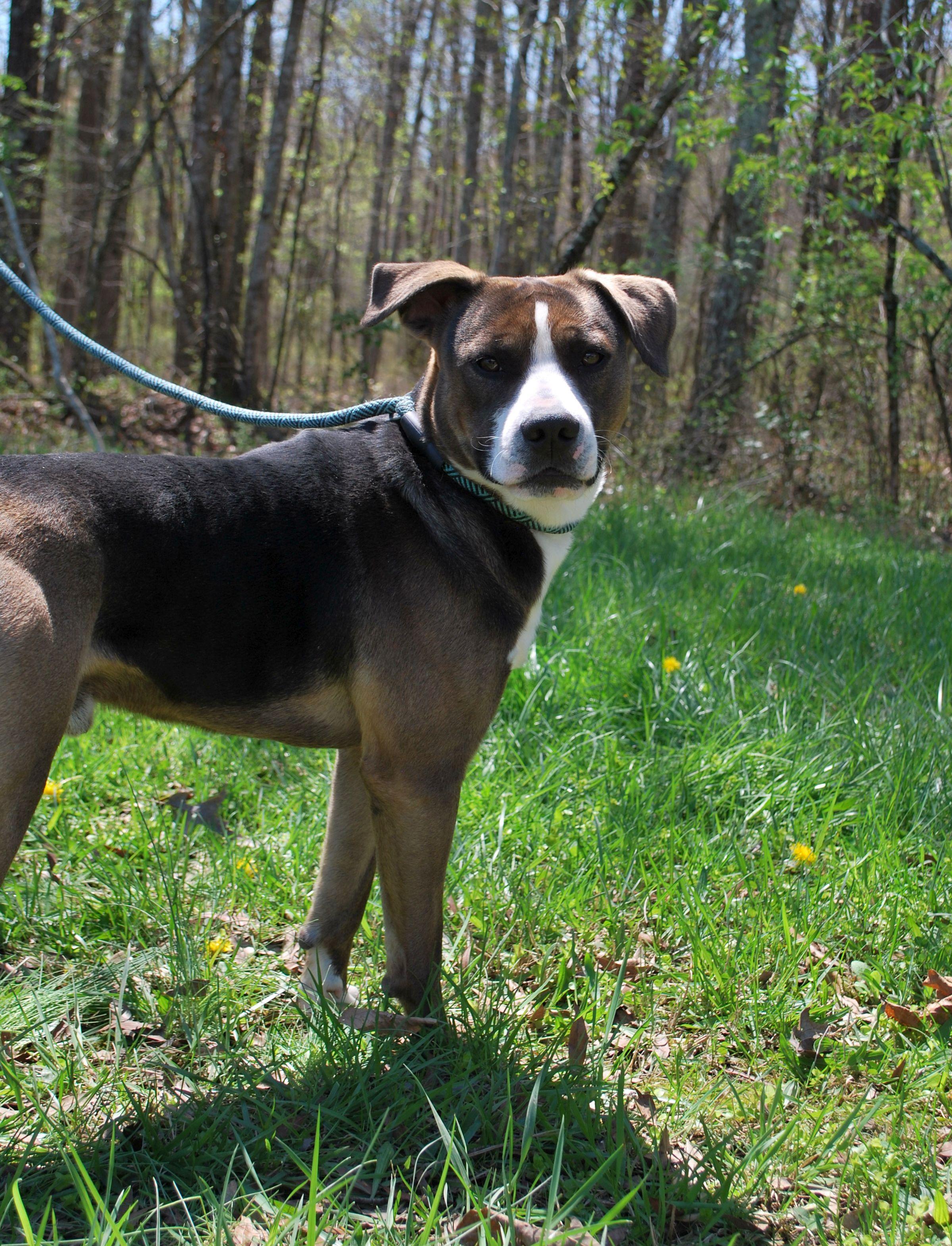 Walt, a Adoptable mixed breed in manchester, TN image 3/4