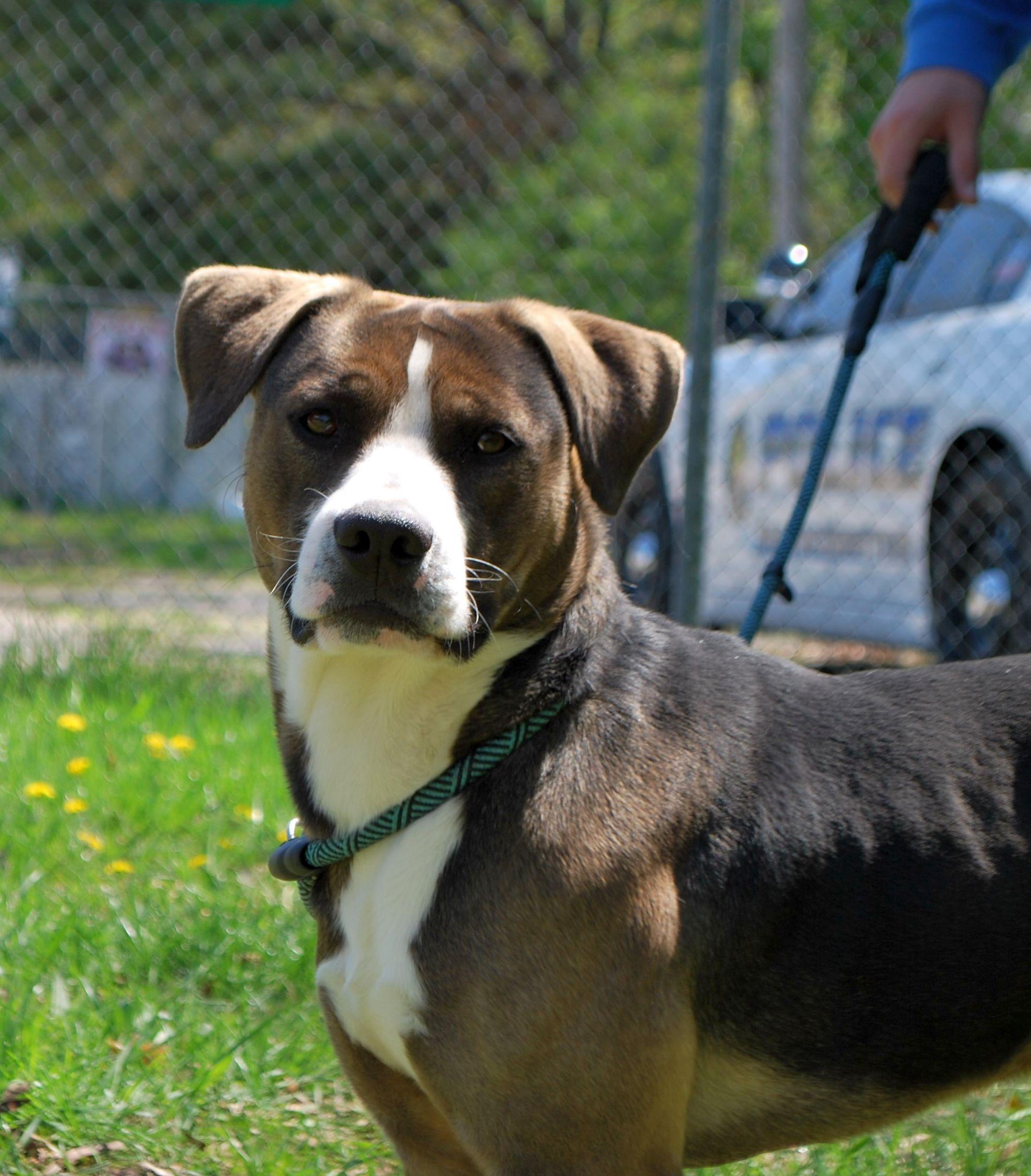 Walt, Adoptable, Young Male Terrier.