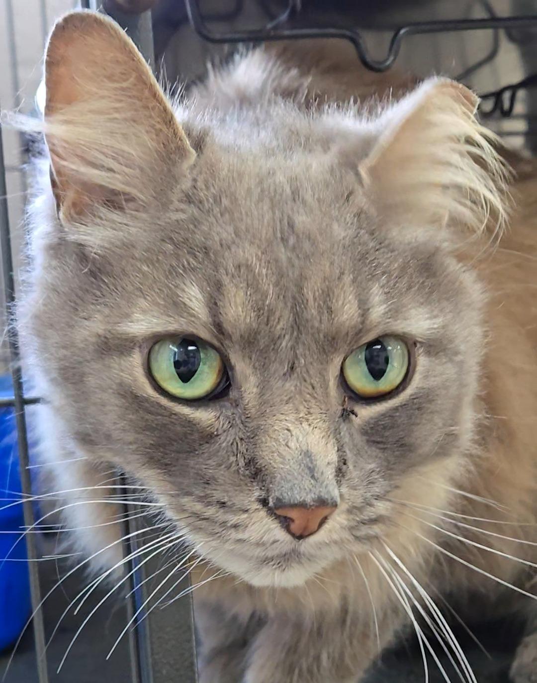 Green Bean, Adoptable, Senior Male Domestic Medium Hair.