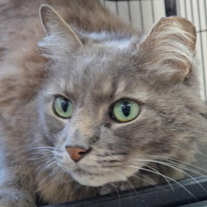 Green Bean, a Adoptable Domestic Medium Hair in Long Beach, WA image 2/6