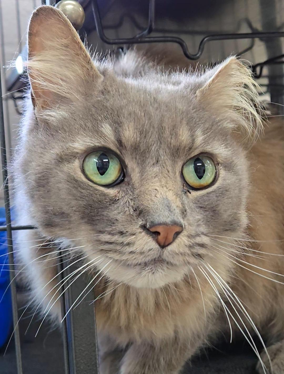 Green Bean, a Adoptable Domestic Medium Hair in Long Beach, WA image 3/6