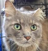 Green Bean, a Adoptable Domestic Medium Hair in Long Beach, WA image 4/6