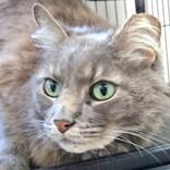 Green Bean, a Adoptable Domestic Medium Hair in Long Beach, WA image 5/6