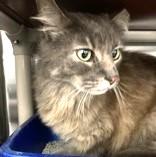 Green Bean, a Adoptable Domestic Medium Hair in Long Beach, WA image 6/6