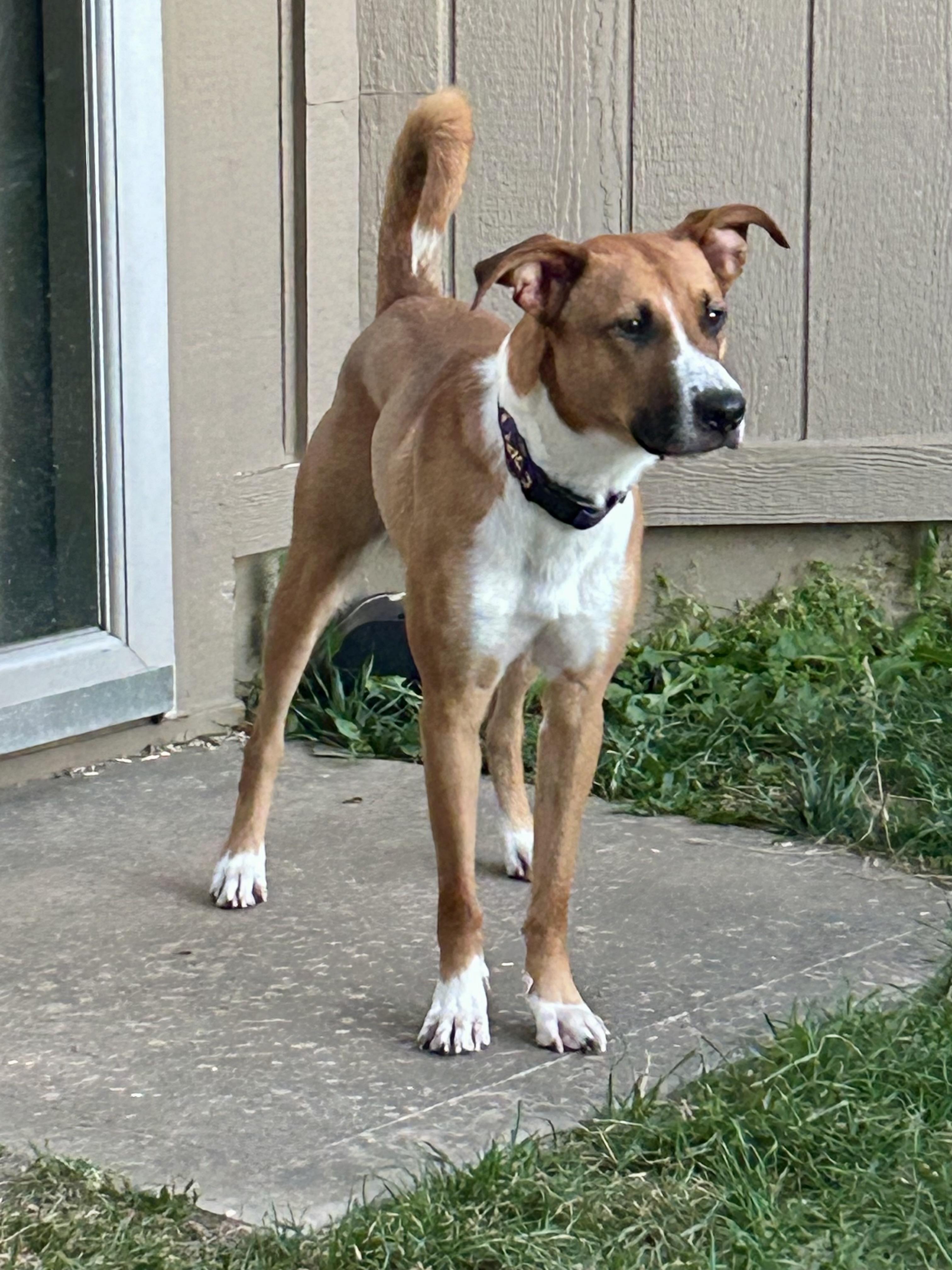 Gamby, an adoptable Shepherd, Basenji in Peculiar, MO, 64078 | Photo Image 8