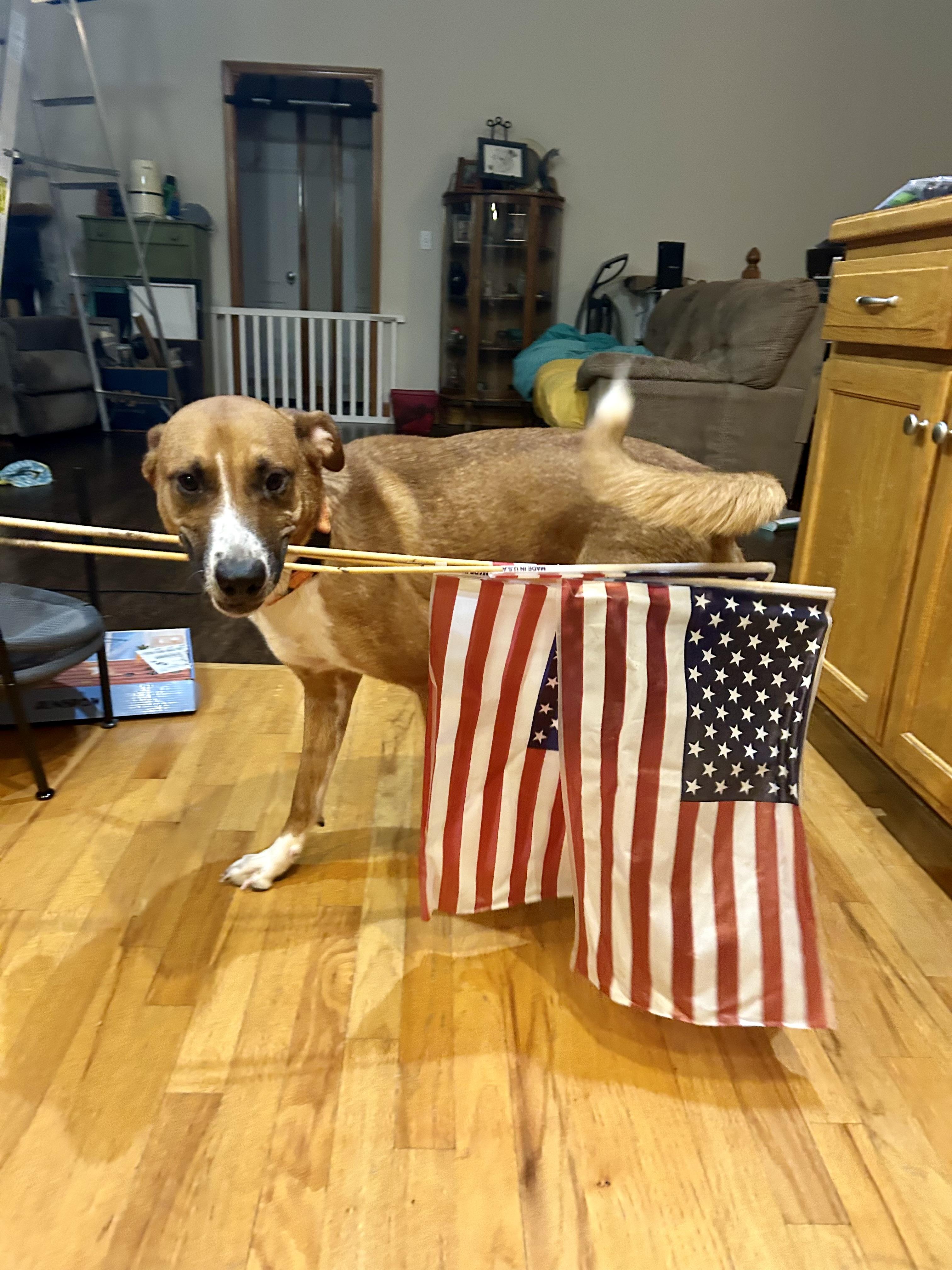 Gamby, an adoptable Shepherd, Basenji in Peculiar, MO, 64078 | Photo Image 6