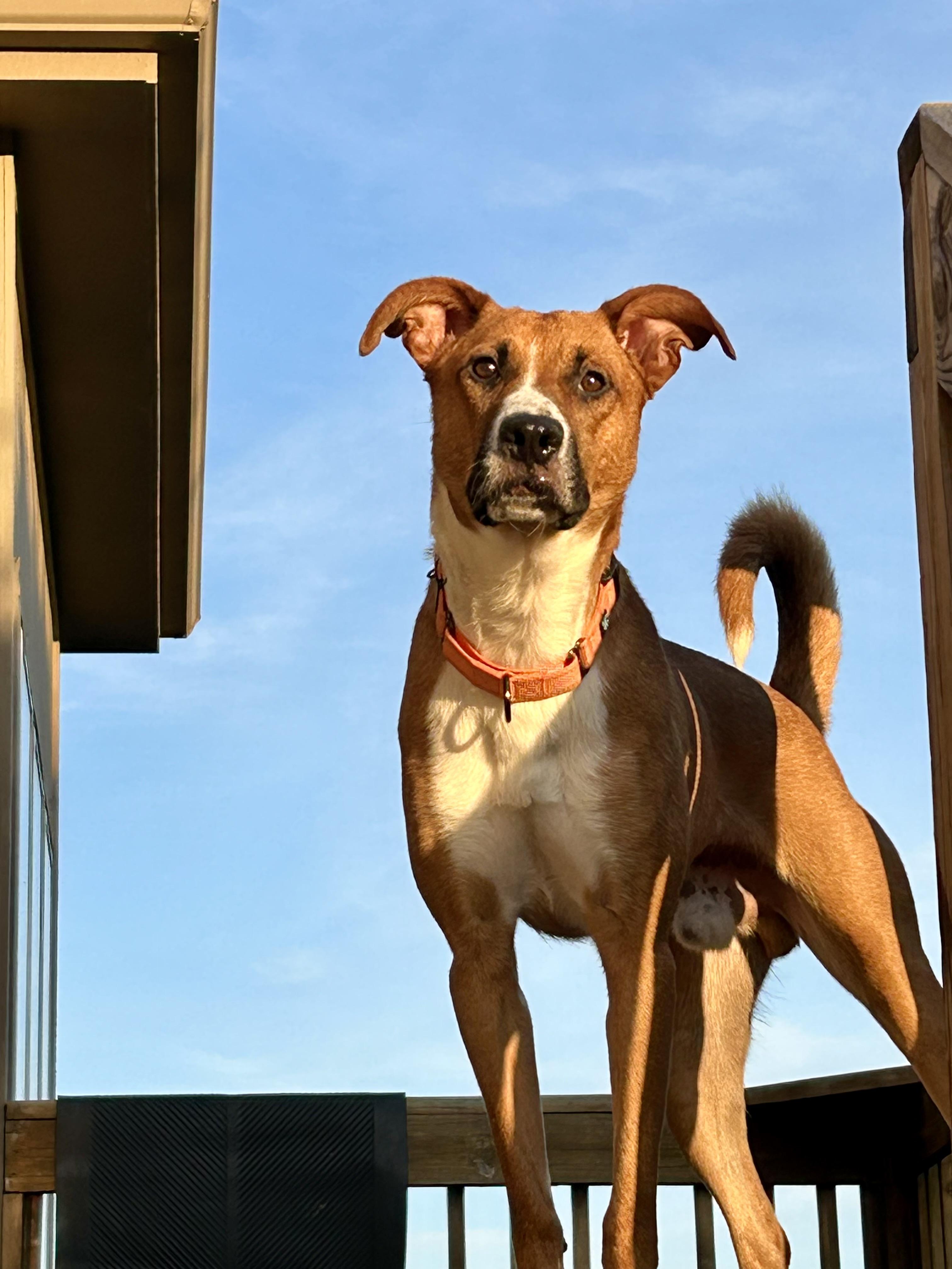 Gamby, an adoptable Shepherd, Basenji in Peculiar, MO, 64078 | Photo Image 1