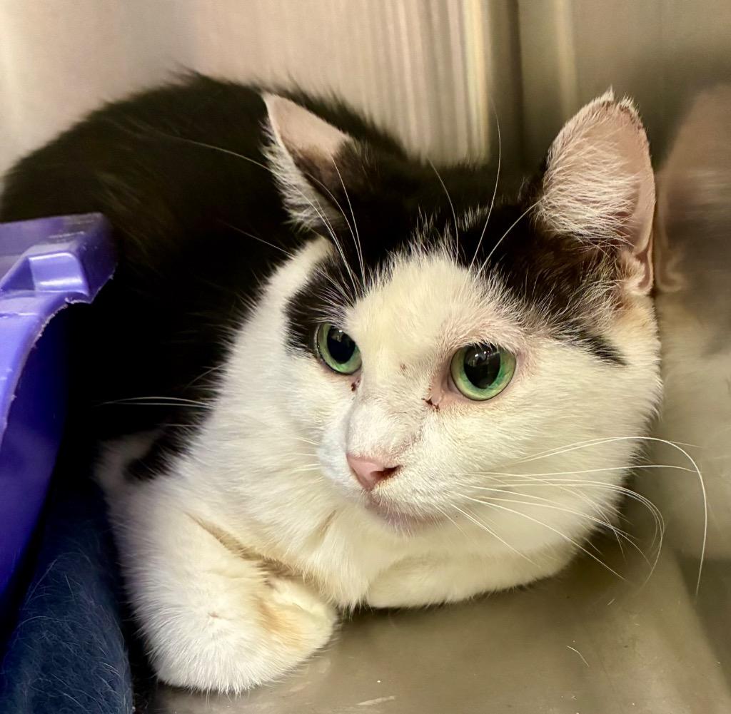 Holstein, Adoptable, Adult Female Domestic Medium Hair.
