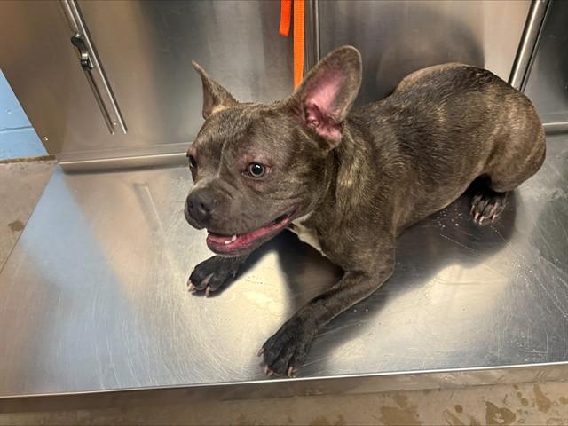 DIPSY, Adoptable, Young Female American Bulldog & French Bulldog.