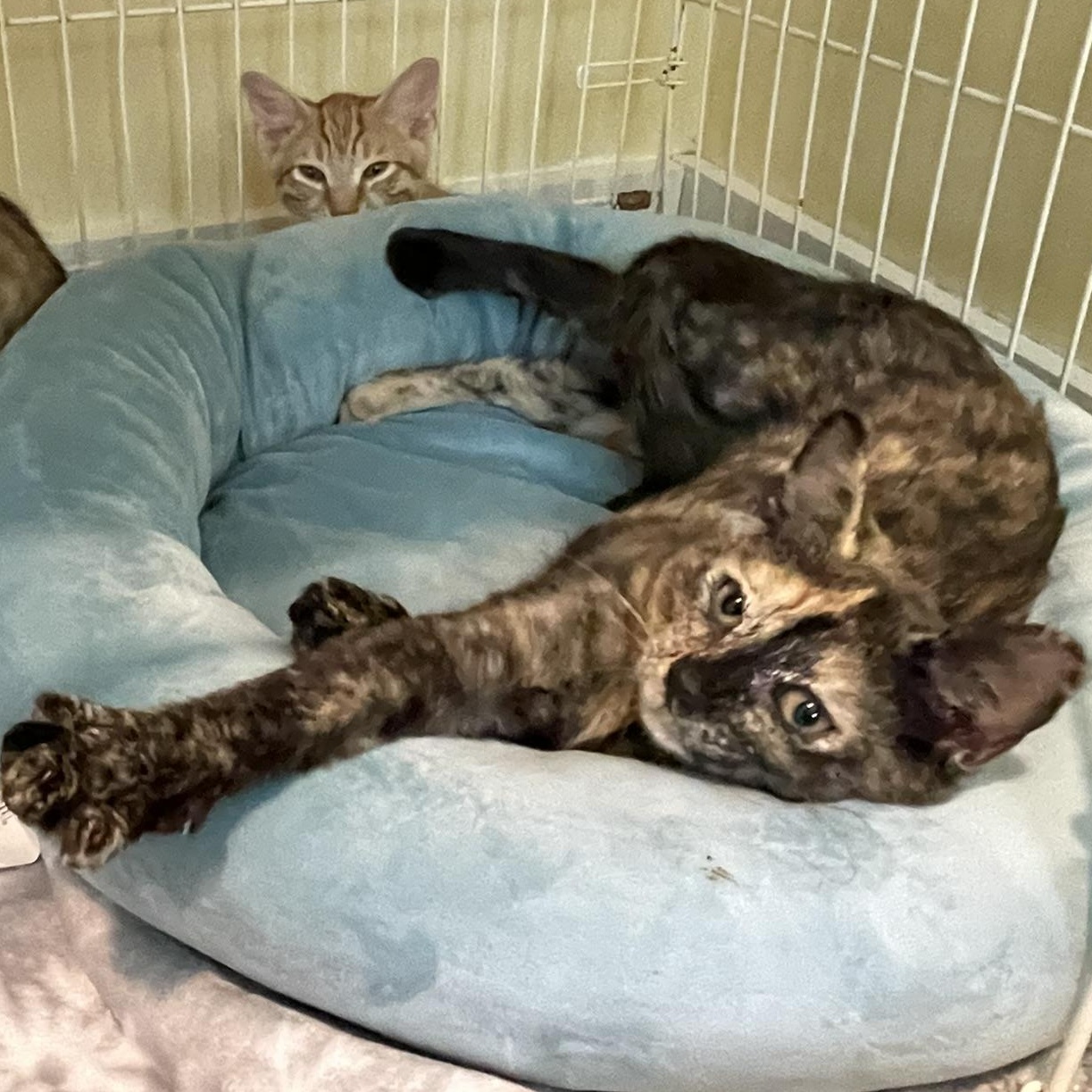 Kokoa, adopted, Kitten Female Domestic Short Hair.