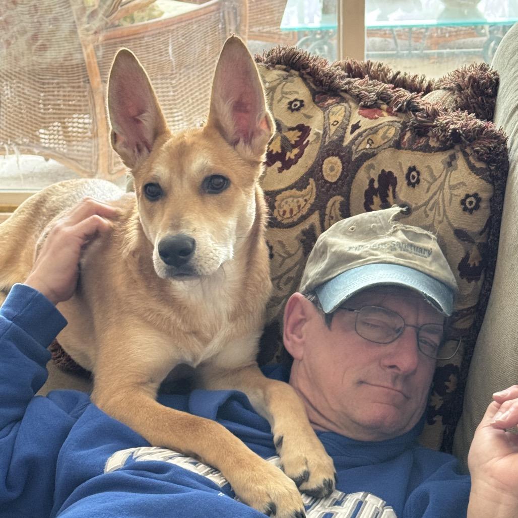 Maverick, Adoptable, Puppy Male Dutch Shepherd & Shepherd.