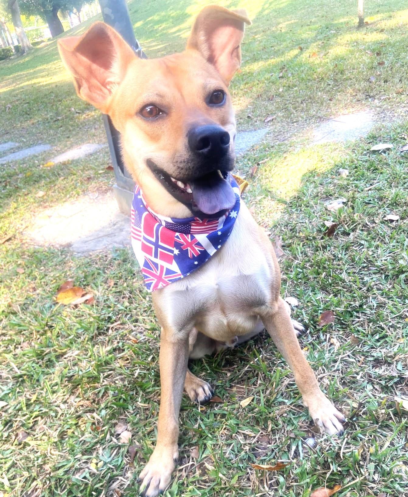 Enlarge Butter, a Adoptable mixed breed in New York, NY image 2/6