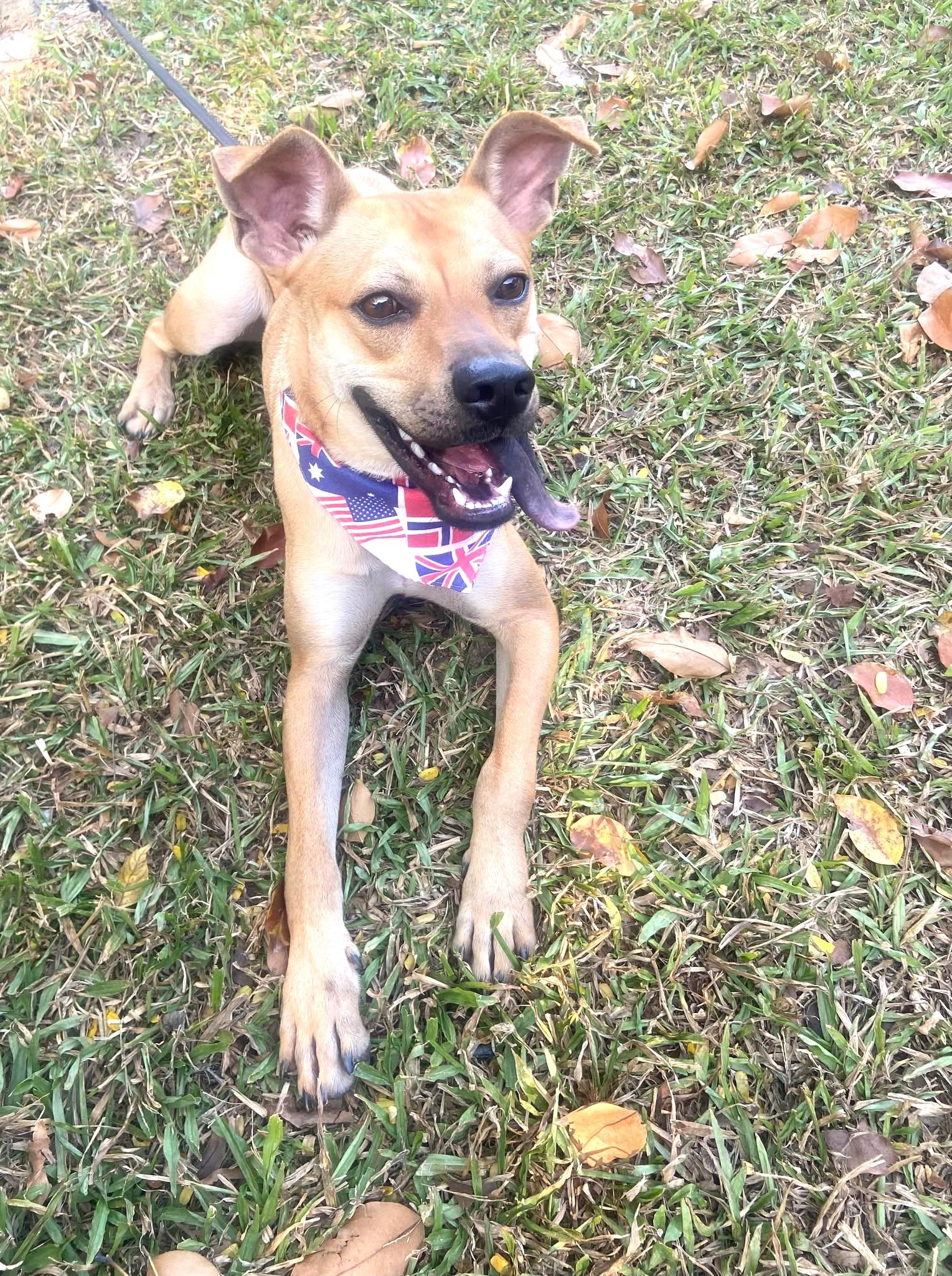 Enlarge Butter, a Adoptable mixed breed in New York, NY image 3/6