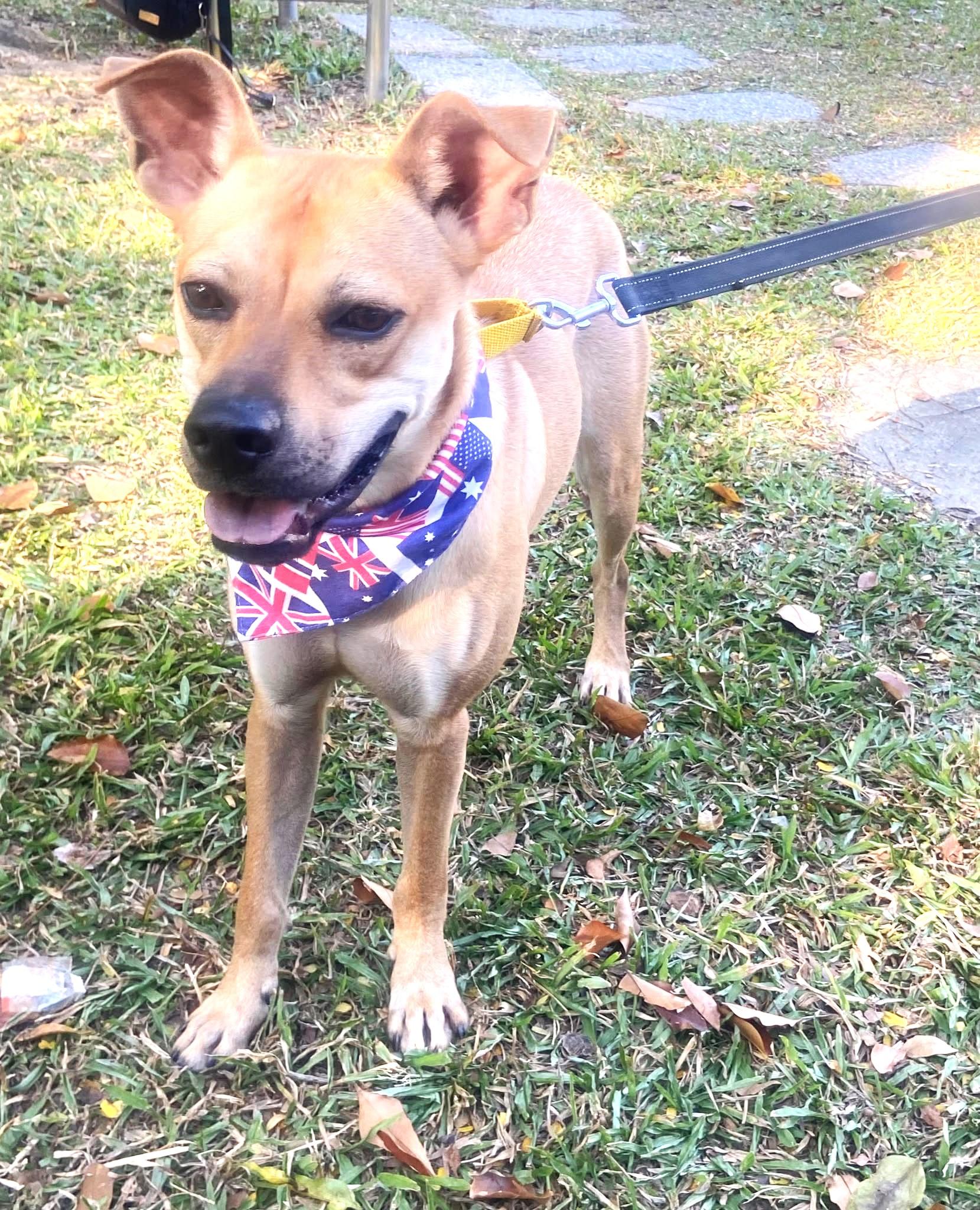 Enlarge Butter, a Adoptable mixed breed in New York, NY image 4/6