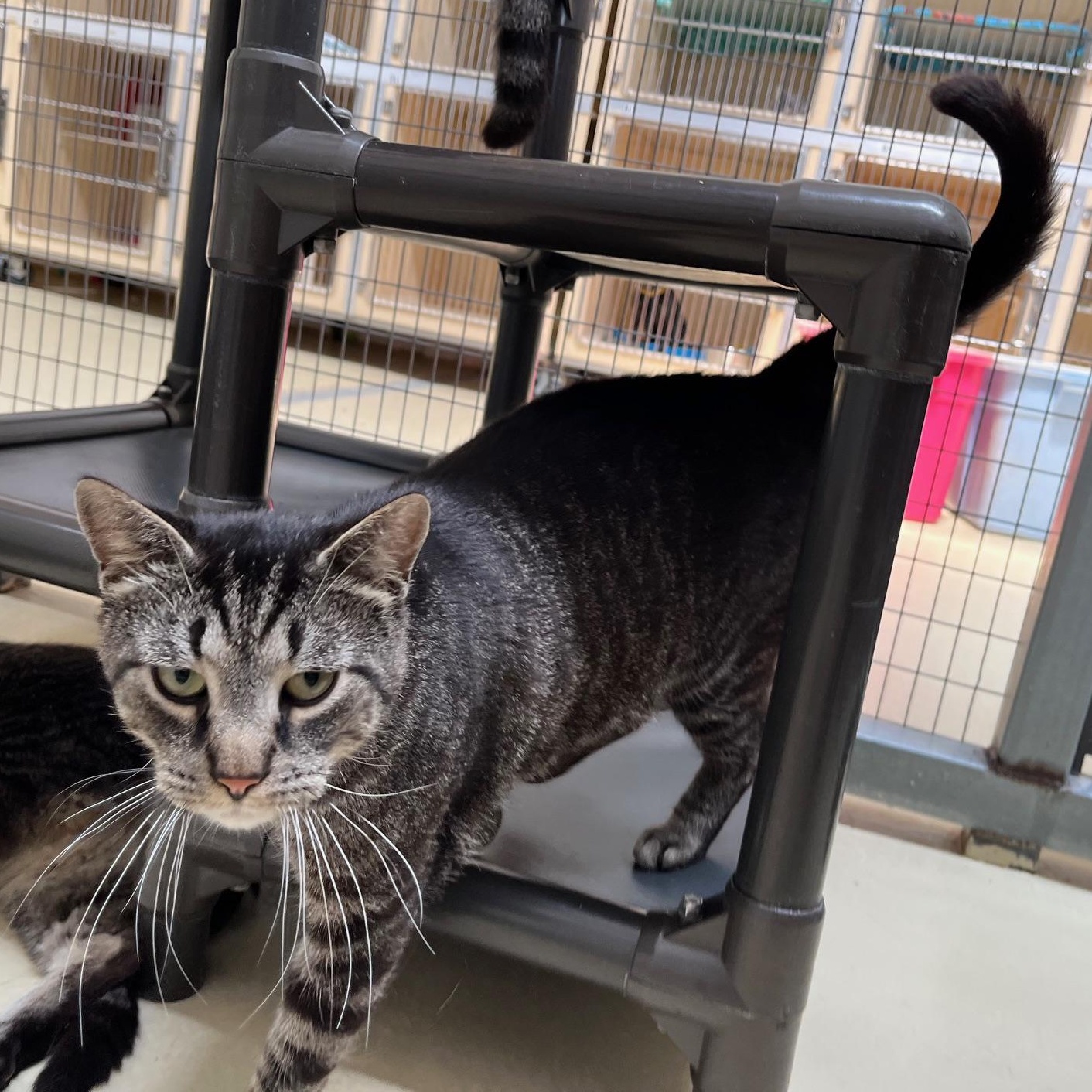 Enlarge Zayden, a ADOPTABLE mixed breed in Clarksville, VA image 5/6