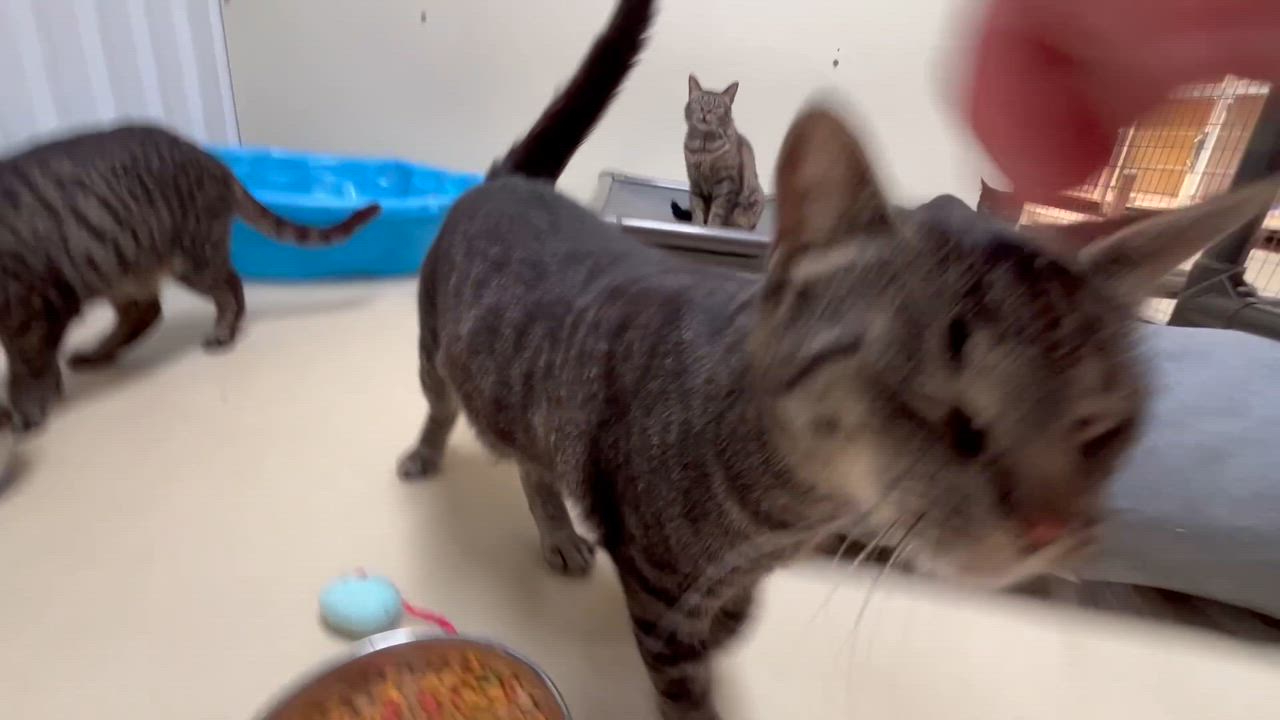 Enlarge Zayden, a ADOPTABLE mixed breed in Clarksville, VA video 2/6