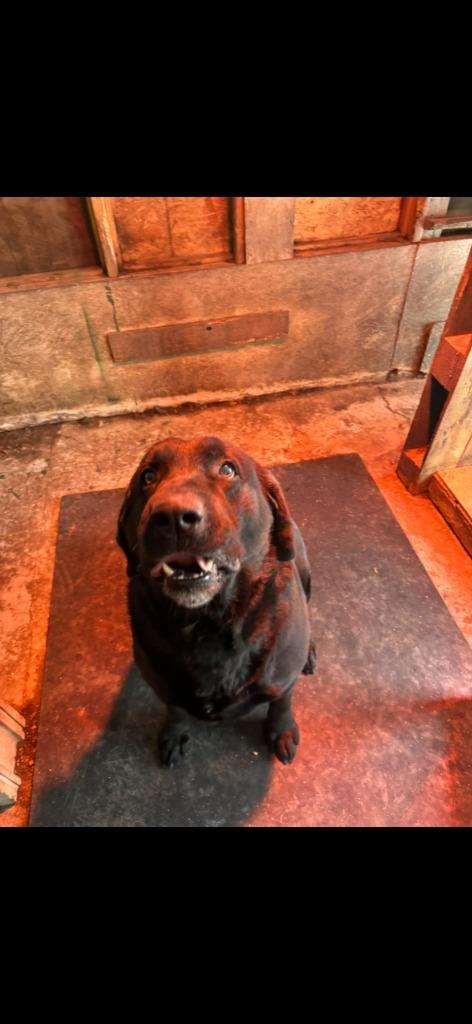 Enlarge Bailey, a Adoptable Chocolate Labrador Retriever in Peru, NY image 1/4