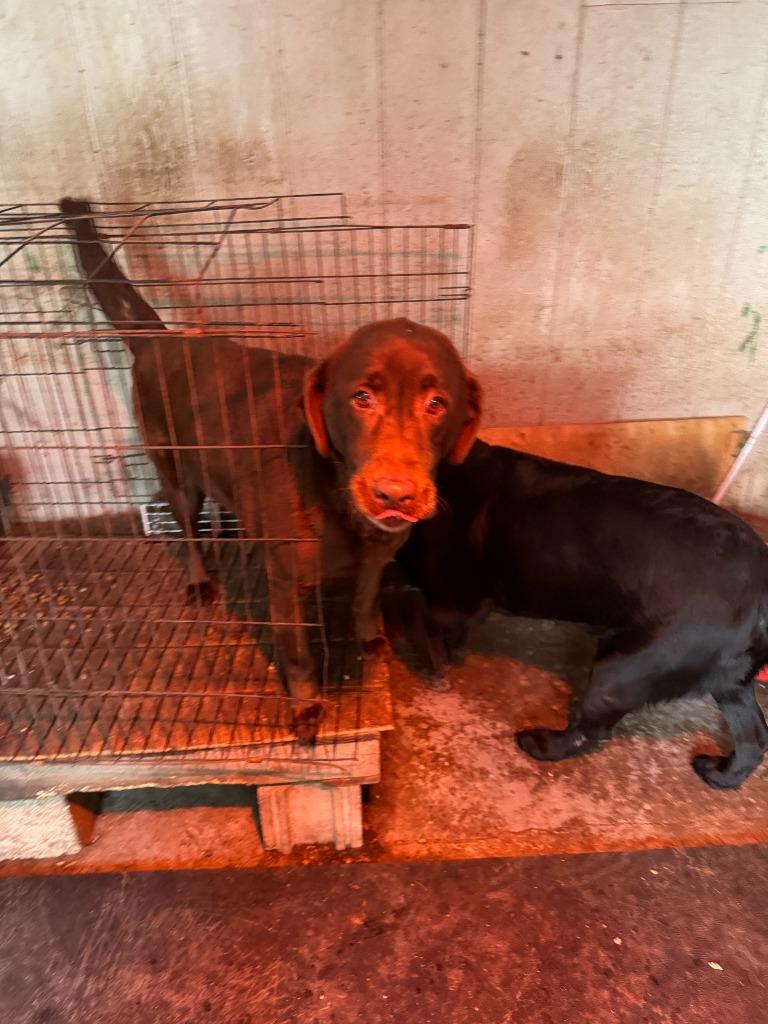 Enlarge Bailey, a Adoptable Chocolate Labrador Retriever in Peru, NY image 2/4