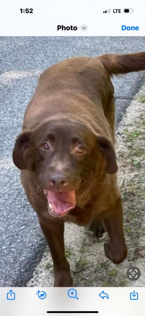 Enlarge Bailey, a Adoptable Chocolate Labrador Retriever in Peru, NY image 3/4