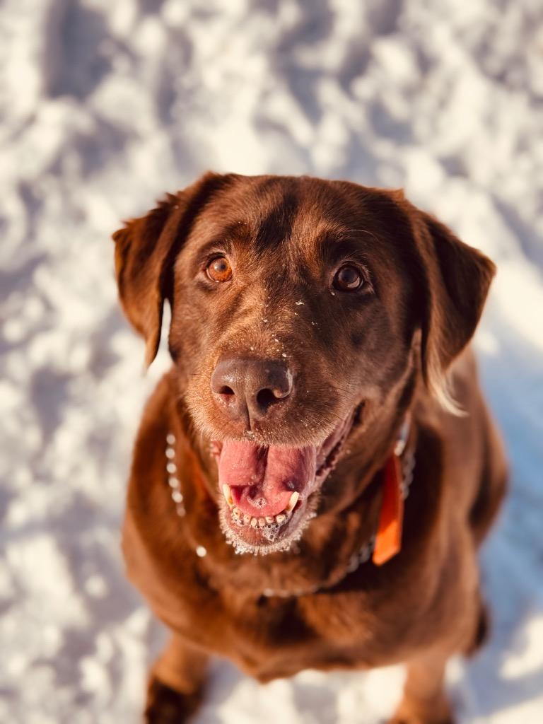 Enlarge Bailey, a Adoptable Chocolate Labrador Retriever in Peru, NY image 4/4