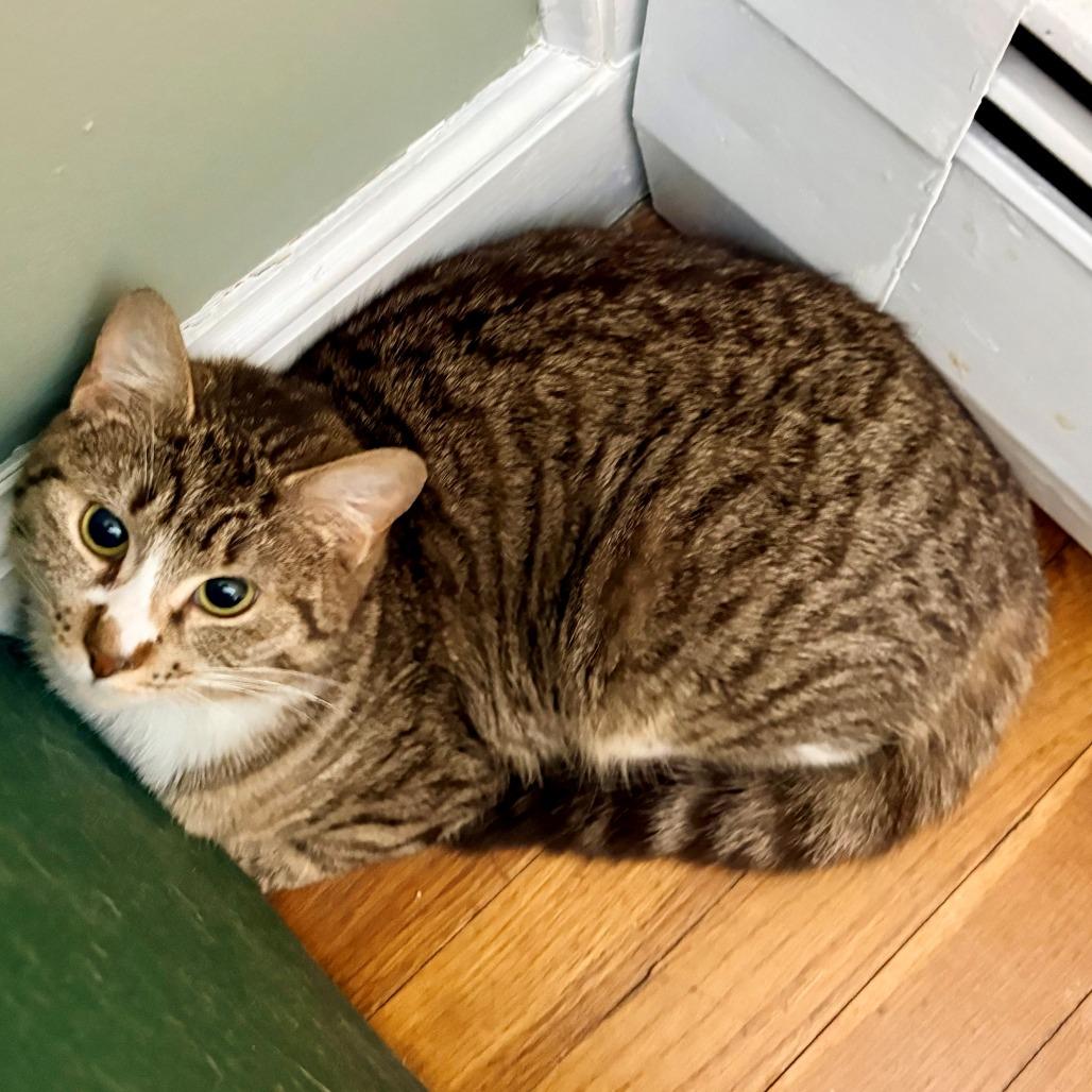 Enlarge Courtney, a Adoptable Domestic Short Hair in Wakefield, MA image 1/5