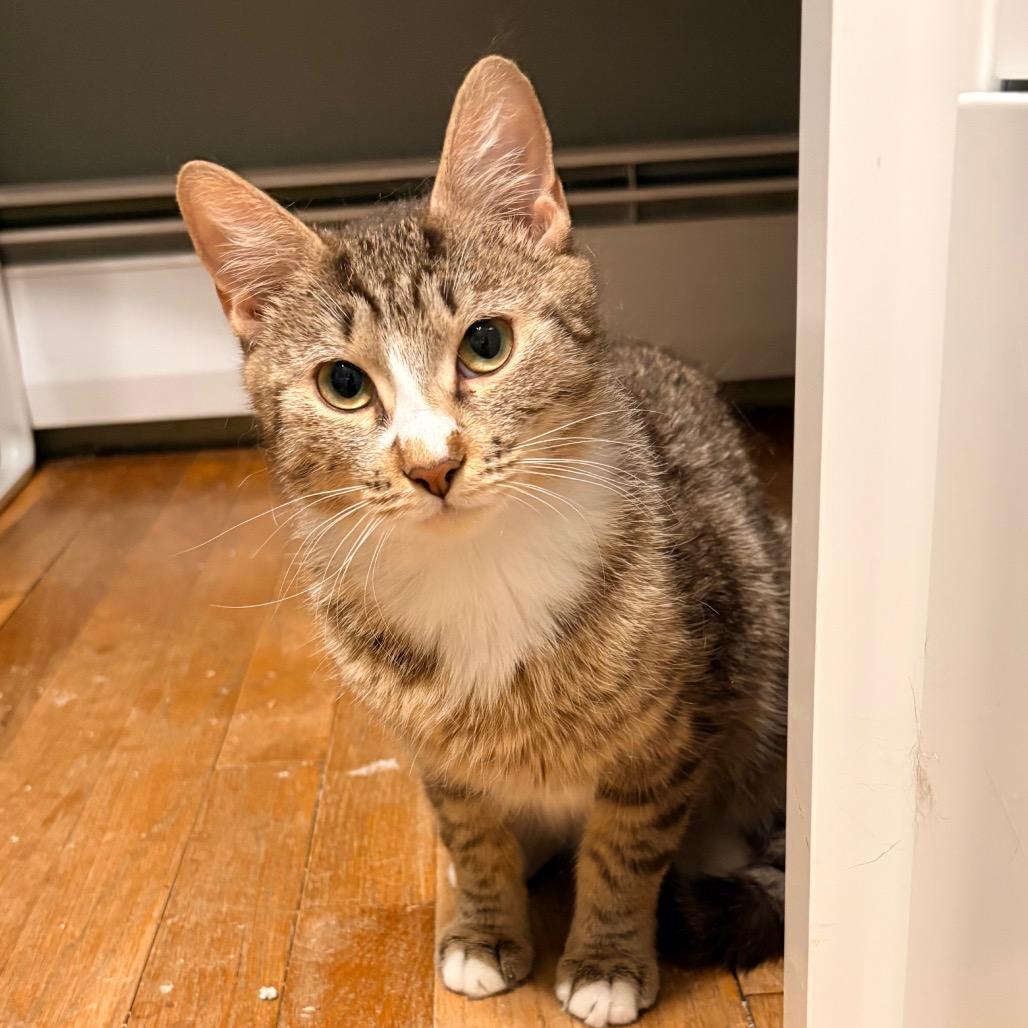 Enlarge Courtney, a Adoptable Domestic Short Hair in Wakefield, MA image 2/5