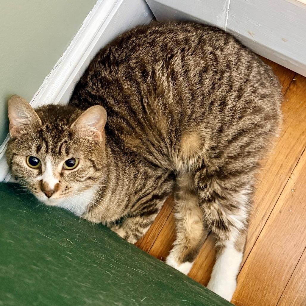 Enlarge Courtney, a Adoptable Domestic Short Hair in Wakefield, MA image 3/5