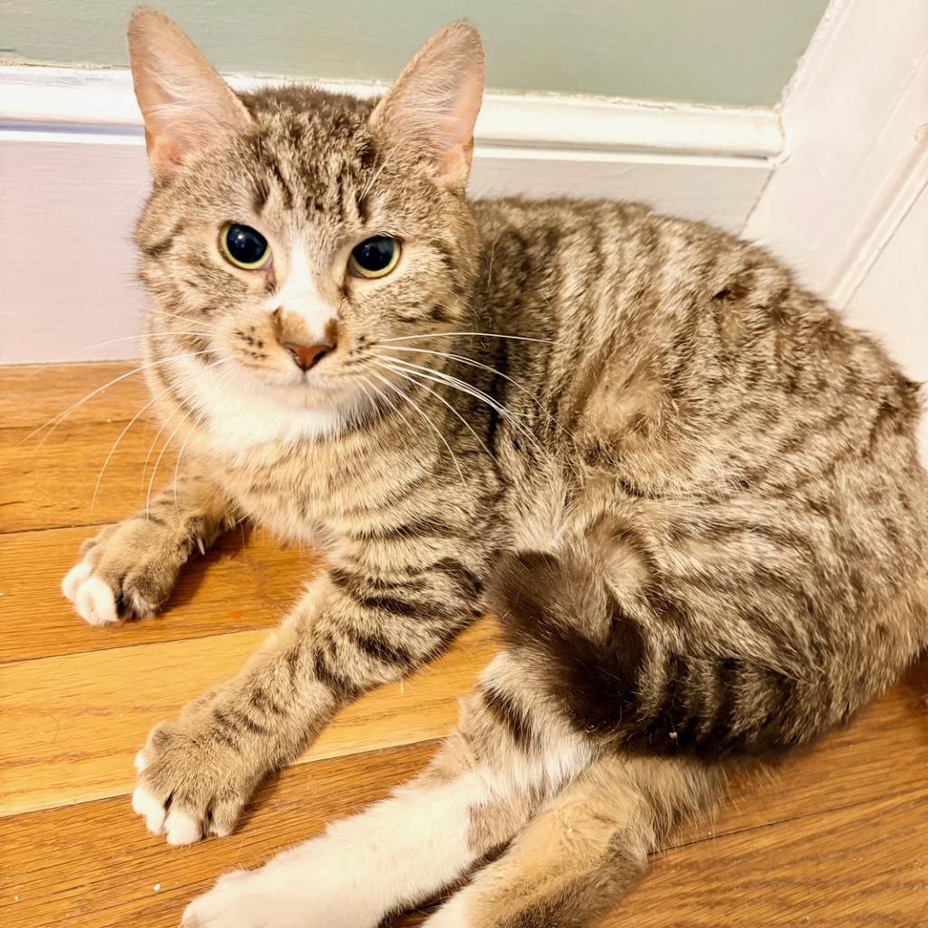Enlarge Courtney, a Adoptable Domestic Short Hair in Wakefield, MA image 4/5