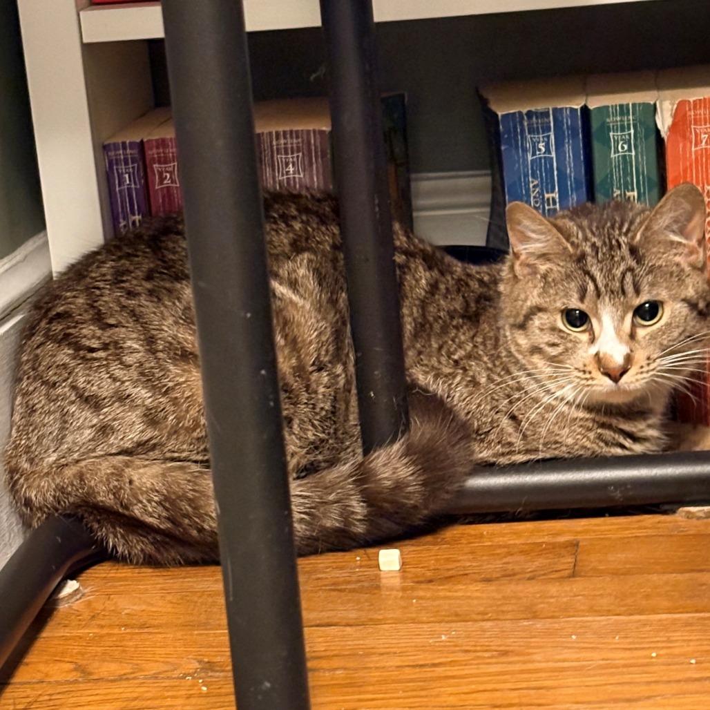 Enlarge Courtney, a Adoptable Domestic Short Hair in Wakefield, MA image 5/5