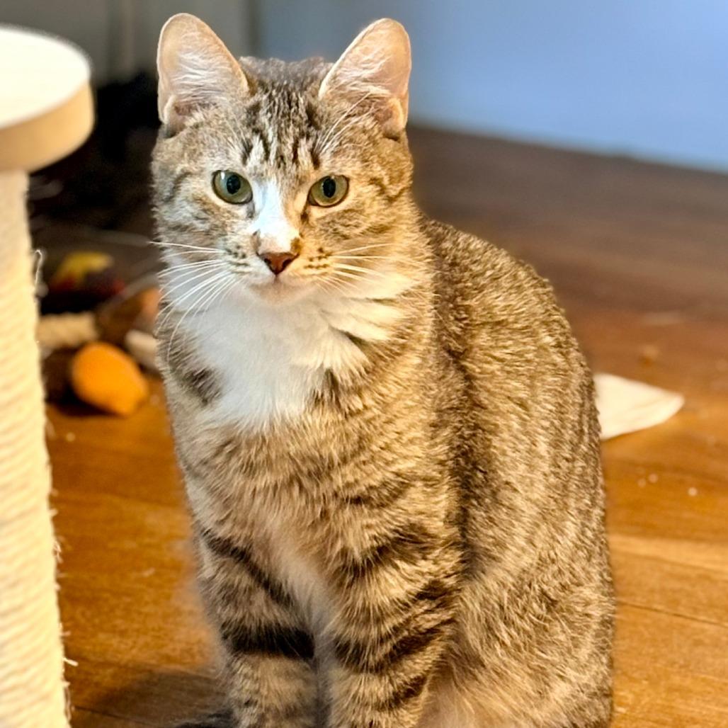 Enlarge Courtney, a Adoptable Domestic Short Hair in Wakefield, MA image 5/6