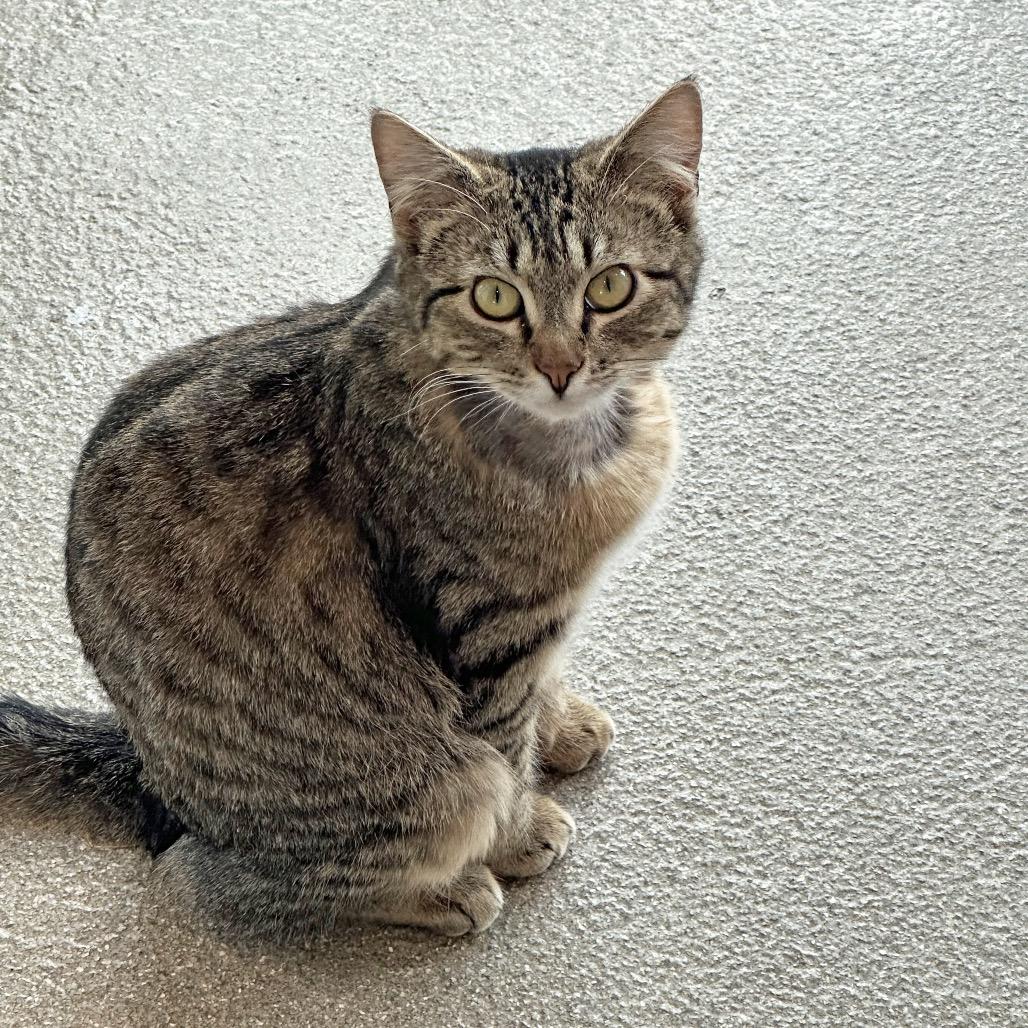 Enlarge Darnell, a Adoptable Domestic Short Hair in Hailey, ID image 1/5