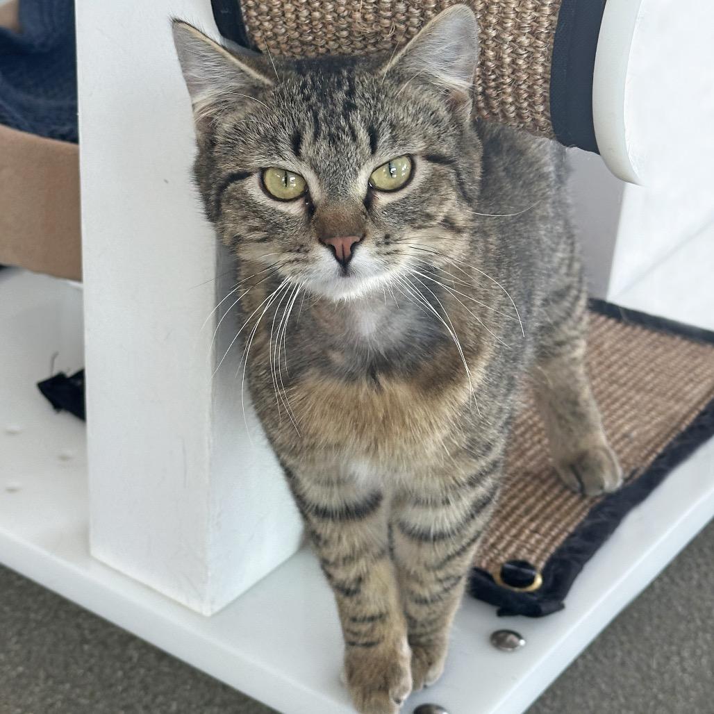 Enlarge Darnell, a Adoptable Domestic Short Hair in Hailey, ID image 2/5