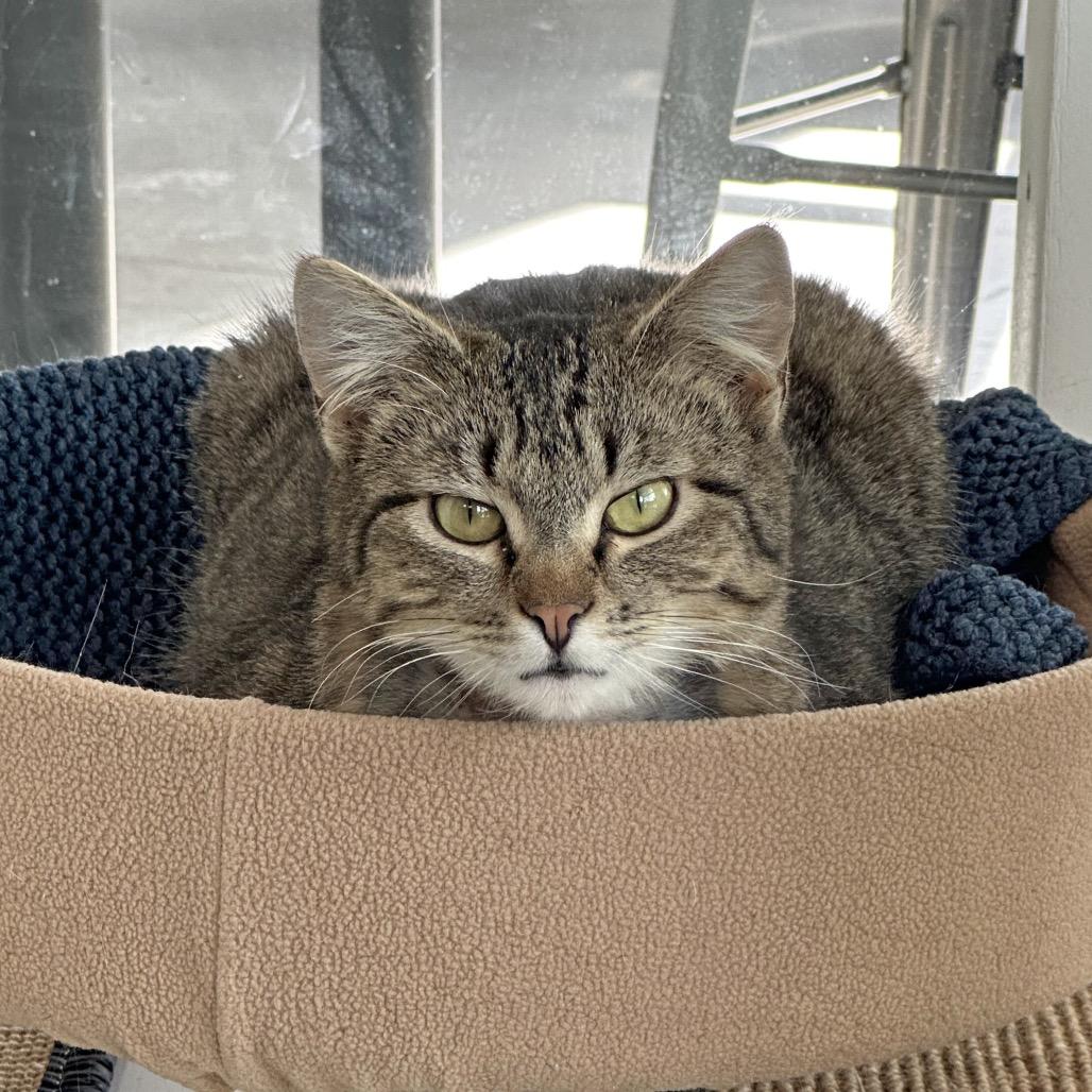 Enlarge Darnell, a Adoptable Domestic Short Hair in Hailey, ID image 3/5