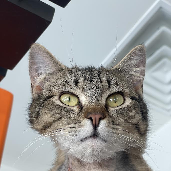 Enlarge Darnell, a Adoptable Domestic Short Hair in Hailey, ID image 4/5