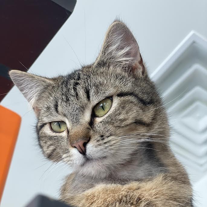 Enlarge Darnell, a Adoptable Domestic Short Hair in Hailey, ID image 5/5