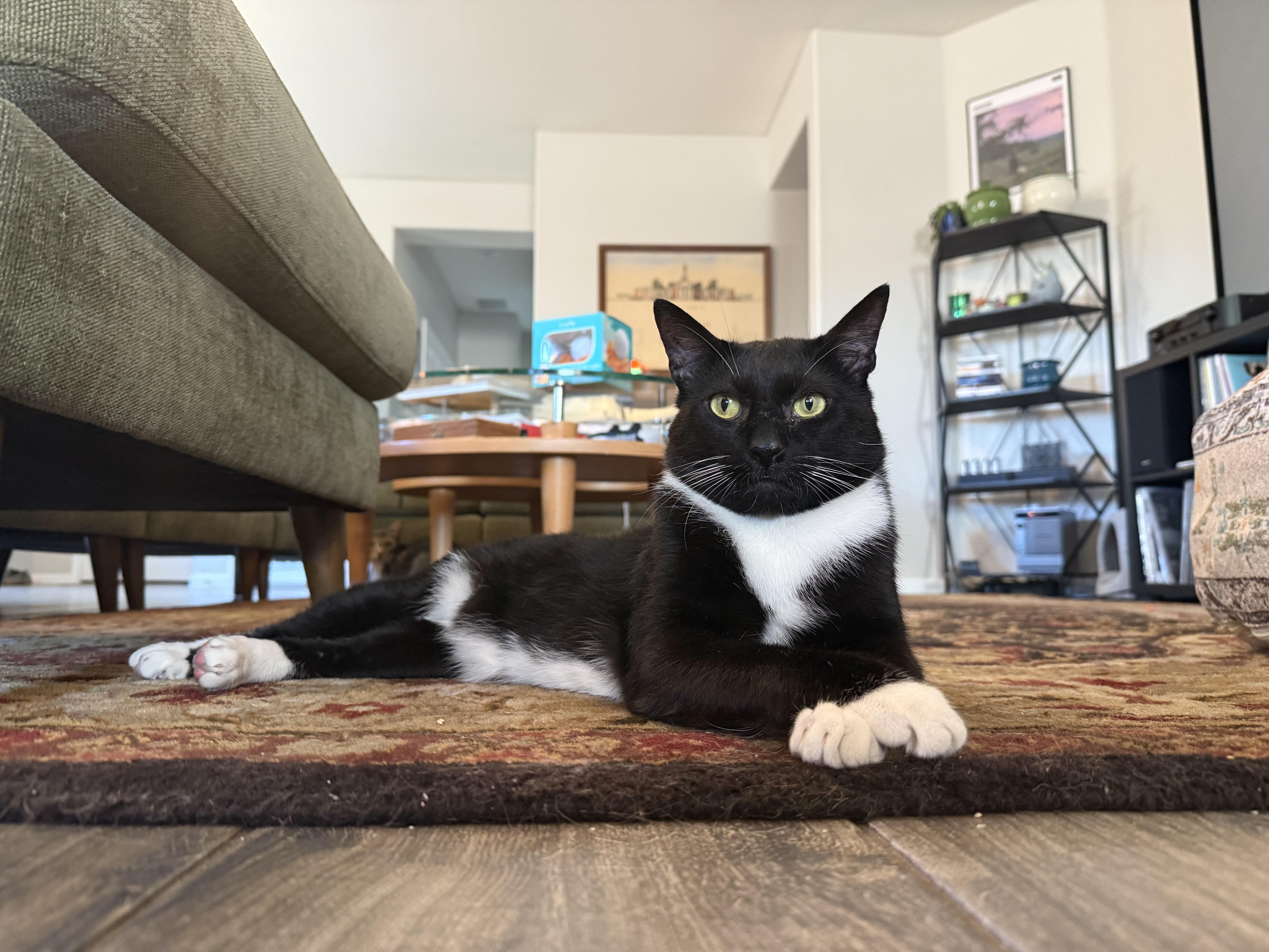 Enlarge Rocky, a ADOPTABLE Tuxedo in Peoria, AZ image 1/4