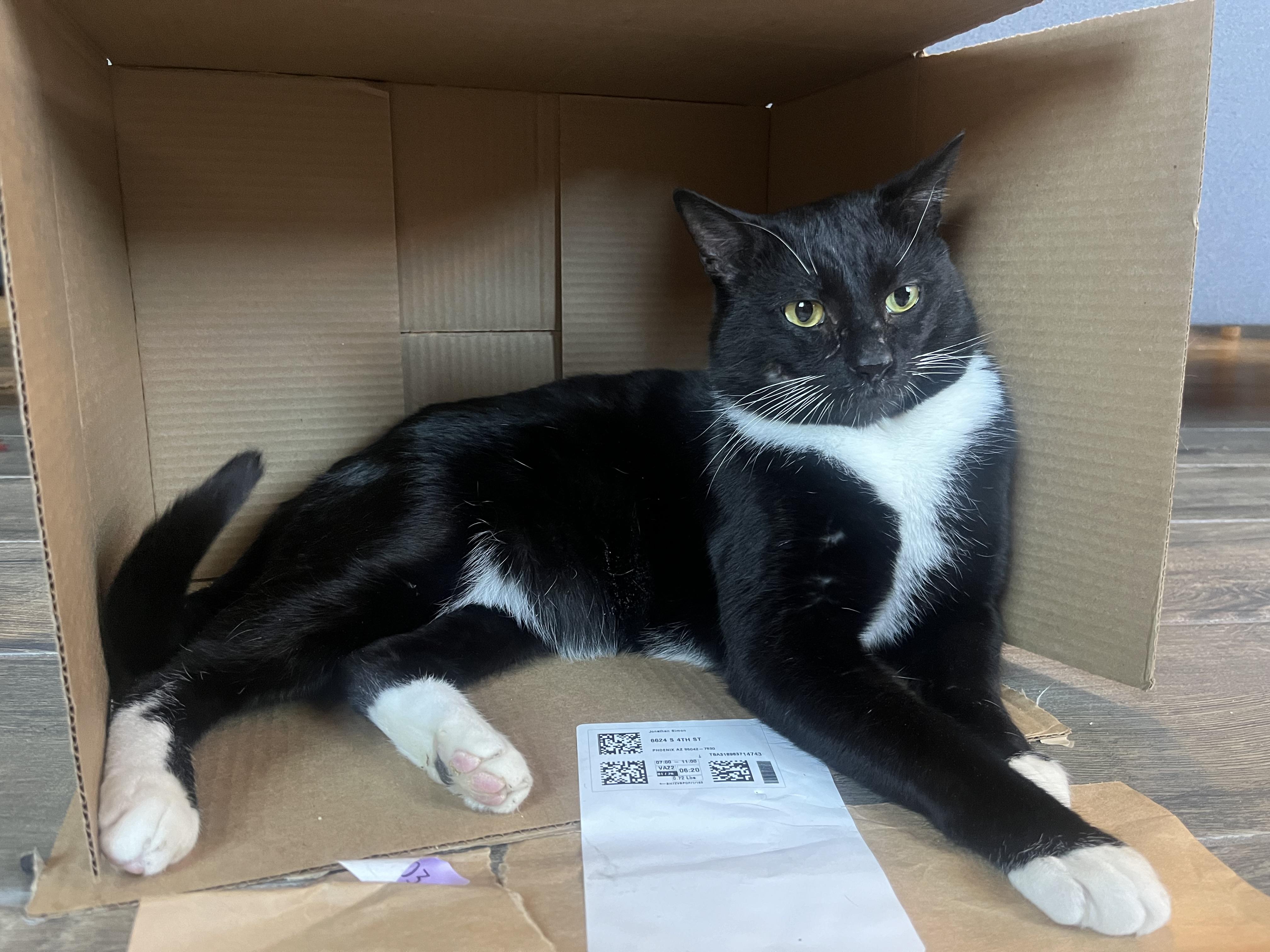 Enlarge Rocky, a ADOPTABLE Tuxedo in Peoria, AZ image 4/4