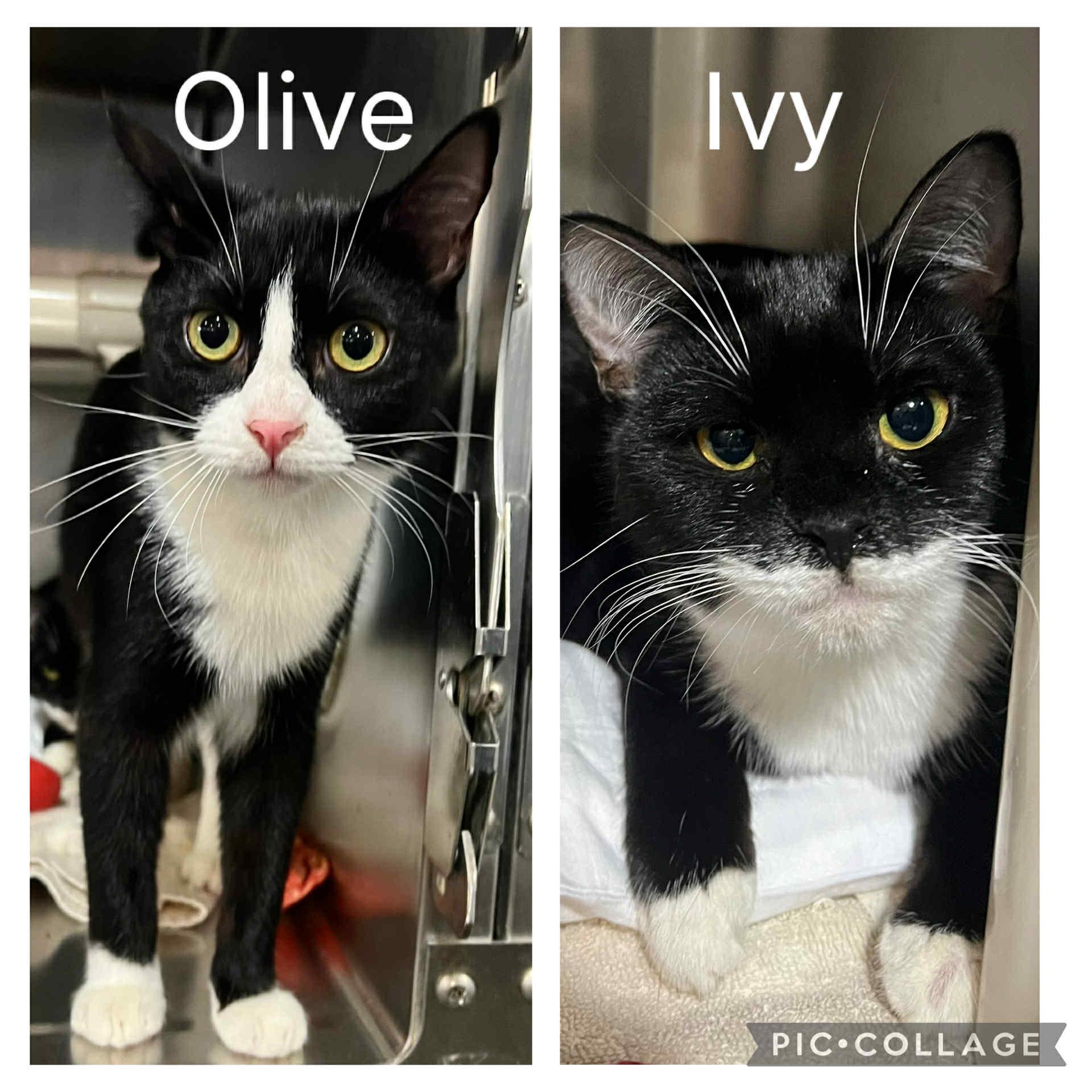 Olive & Ivy - siblings