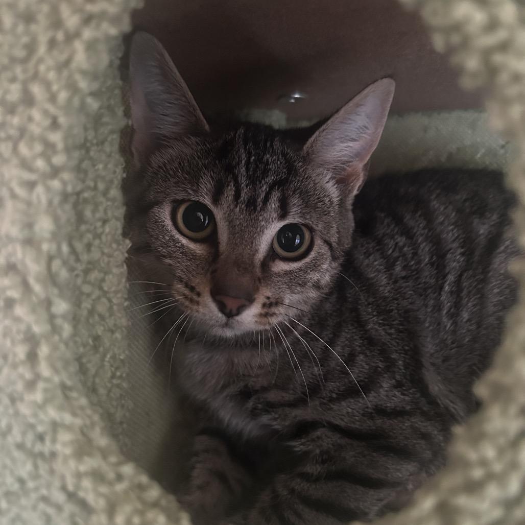 Bea Arthur, Adoptable, Kitten Female Domestic Short Hair.