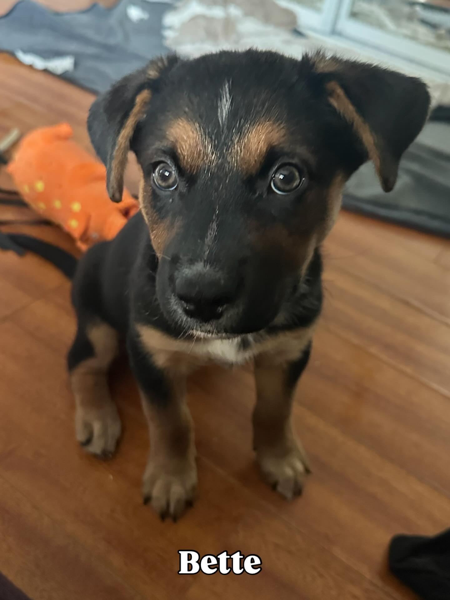 Enlarge bette, a ADOPTABLE mixed breed in Whittier, CA image 1/1