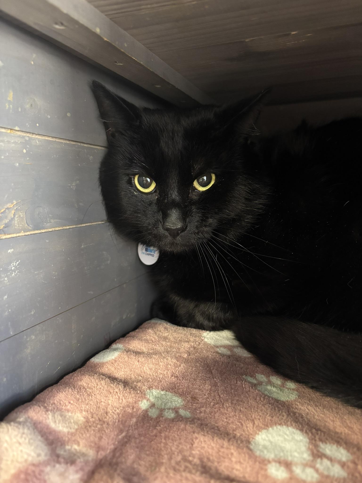 Enlarge LLOYD DOBLER, an adopted Domestic Short Hair in Grand Rapids, MI image 4/5