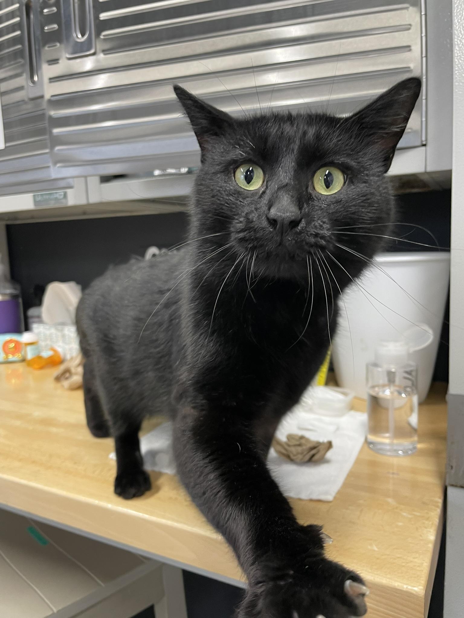 Enlarge LLOYD DOBLER, an adopted Domestic Short Hair in Grand Rapids, MI image 2/5
